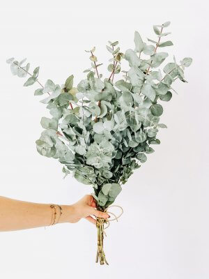 EUCALYPTUS